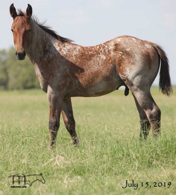 Hancocks Red Hot's 2019 Bay Roan colt